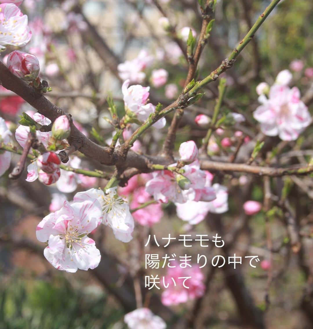 雑誌『花時間』さんのインスタグラム写真 - (雑誌『花時間』Instagram)「おはようございます。今日から３月！ 春が始まりました。﻿ ﻿ 今年は﻿ ソメイヨシノの開花が﻿ 早いと聞き、﻿ 梢を見上げては﻿ 春の景色を﻿ 思い描く毎日です。﻿ ﻿ ソメイヨシノが咲くと﻿ 木にも足元にも﻿ 一気に春が訪れます。﻿ ﻿ ハナモモ﻿ ムラサキハナナ﻿ スミレ…﻿ ﻿ 眠りから覚めた植物で﻿ どこもかしこも﻿ いきいきと染まっていきます。﻿ ﻿ 春はまだ遠い﻿ 北国の方へも﻿ 春の気分を﻿ お届けしたくなった﻿ 朝です。﻿ ﻿ では、今週も元気smile😊😊😊で﻿ 頑張りましょう！ by  ピーターパン﻿ ﻿ 桜のリース @田中光洋（プランツ トータル デザイン フォルム） リースの写真 @satomi.ochiai78 ﻿ ﻿ ﻿ #flowers #flowerslovers #flowerstagram #flowerarrangement  #花時間 #花時間2021  #花好き #花藝 #花好きな人と繋がりたい #花が好きな人と繋がりたい #花のある生活 #お花のある暮らし #花を飾る #花を飾る生活  #さくら #桜 #サクラ #春よ来い  #cherryblossom  #ビタミンf #花屋さんへ行こう  ﻿」3月1日 8時44分 - hanajikan_magazine