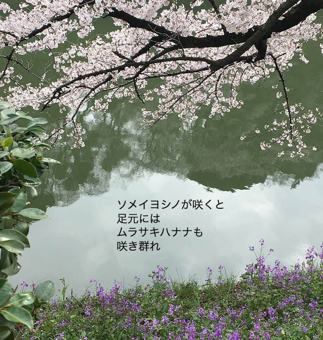 雑誌『花時間』さんのインスタグラム写真 - (雑誌『花時間』Instagram)「おはようございます。今日から３月！ 春が始まりました。﻿ ﻿ 今年は﻿ ソメイヨシノの開花が﻿ 早いと聞き、﻿ 梢を見上げては﻿ 春の景色を﻿ 思い描く毎日です。﻿ ﻿ ソメイヨシノが咲くと﻿ 木にも足元にも﻿ 一気に春が訪れます。﻿ ﻿ ハナモモ﻿ ムラサキハナナ﻿ スミレ…﻿ ﻿ 眠りから覚めた植物で﻿ どこもかしこも﻿ いきいきと染まっていきます。﻿ ﻿ 春はまだ遠い﻿ 北国の方へも﻿ 春の気分を﻿ お届けしたくなった﻿ 朝です。﻿ ﻿ では、今週も元気smile😊😊😊で﻿ 頑張りましょう！ by  ピーターパン﻿ ﻿ 桜のリース @田中光洋（プランツ トータル デザイン フォルム） リースの写真 @satomi.ochiai78 ﻿ ﻿ ﻿ #flowers #flowerslovers #flowerstagram #flowerarrangement  #花時間 #花時間2021  #花好き #花藝 #花好きな人と繋がりたい #花が好きな人と繋がりたい #花のある生活 #お花のある暮らし #花を飾る #花を飾る生活  #さくら #桜 #サクラ #春よ来い  #cherryblossom  #ビタミンf #花屋さんへ行こう  ﻿」3月1日 8時44分 - hanajikan_magazine