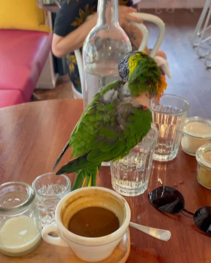 ジェイミー・アレクサンダーのインスタグラム：「Well hello there happy little breakfast companion 😍 🦜 ☕️ 🤙🏻✨😍 #sydney」