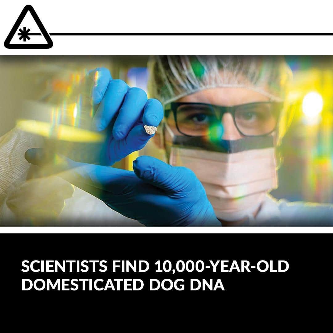 クリス・ハードウィックさんのインスタグラム写真 - (クリス・ハードウィックInstagram)「A team of researchers, led by scientists at the University of Buffalo, has announced the discovery of the oldest-ever domesticated dog DNA from the Americas.⁠ link in bio」3月1日 9時00分 - nerdist