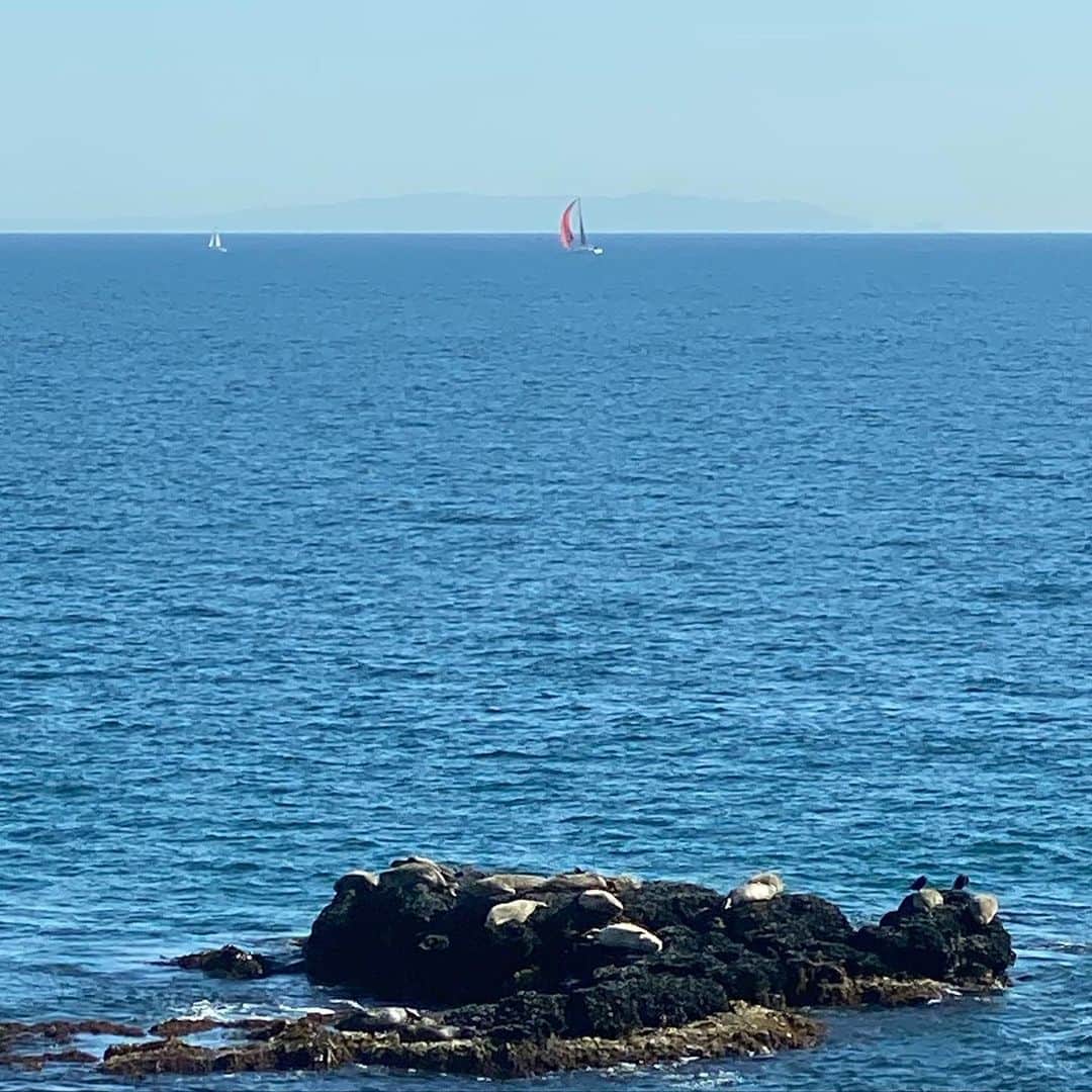 カミール・グラマーのインスタグラム：「Seals and Sailboats.」