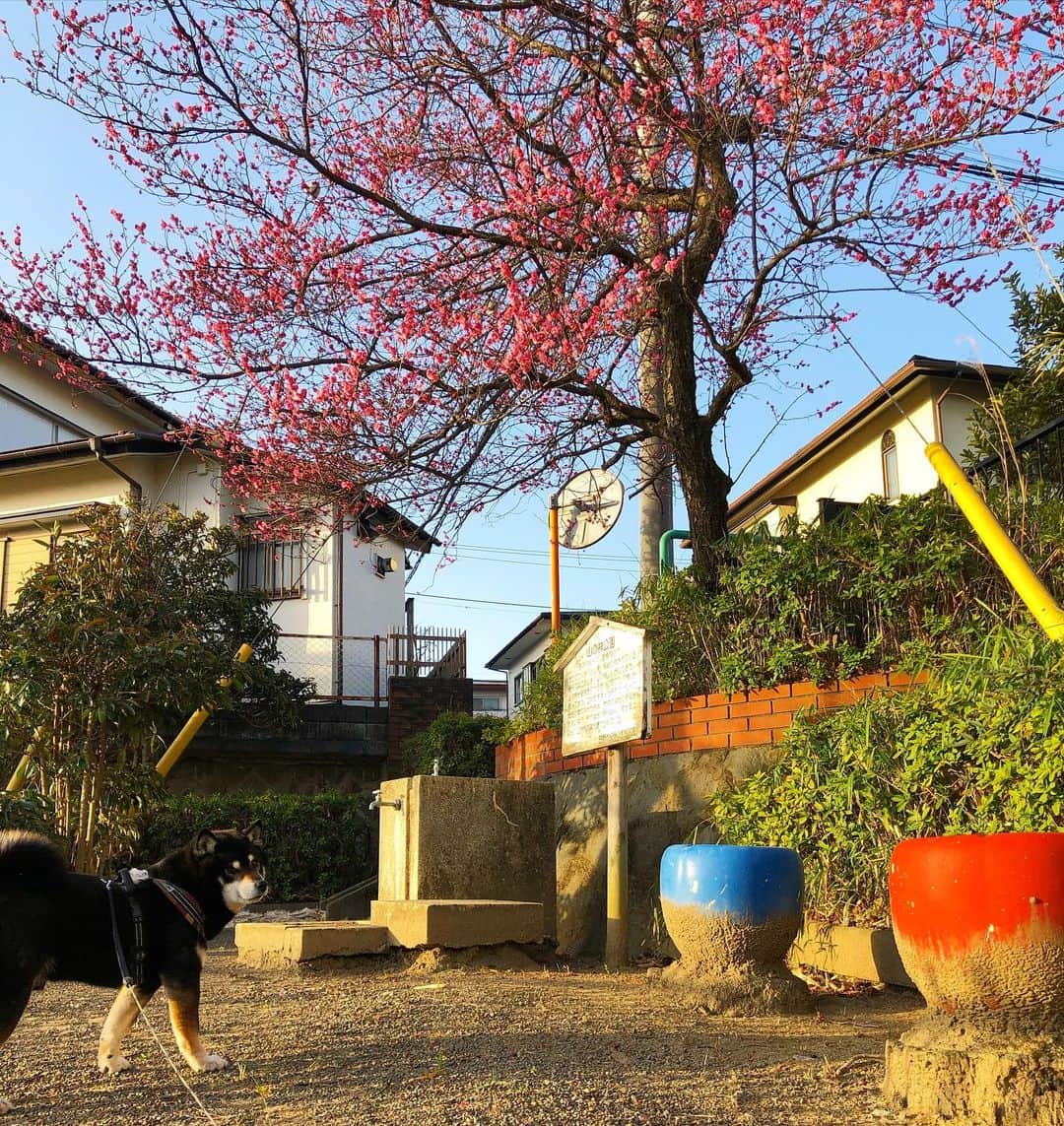 小川博永さんのインスタグラム写真 - (小川博永Instagram)「紅梅の方が写真映えするなあ。  #今朝まる #ししまる #dog #dogs #柴犬 #黒柴」3月1日 9時28分 - ogawahironaga