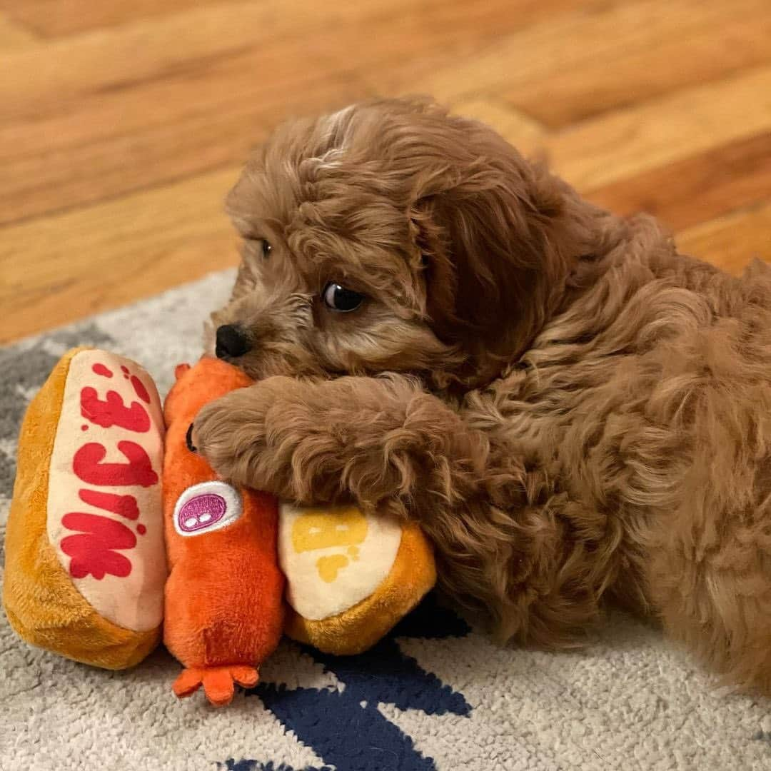 BarkBoxさんのインスタグラム写真 - (BarkBoxInstagram)「DINNER DATE PIC ROUND UP! From a purely selfish standpoint I LOVE when we have food toys! LOOKIT THESE ADORABLE BEANS! LOOK AT THAT CHEESE PULL!⁠⁠ ⁠⁠ FEATURING:⁠⁠ ⁠⁠ @ziggythebeagi  @chopper.biggie  @xoxo_benji_the_cavapoo  @murphsmuddypaws  @eeveepuptato  @the_blue_eyed_rottie  @neoindc  @frenchiebinx」3月1日 9時41分 - barkbox