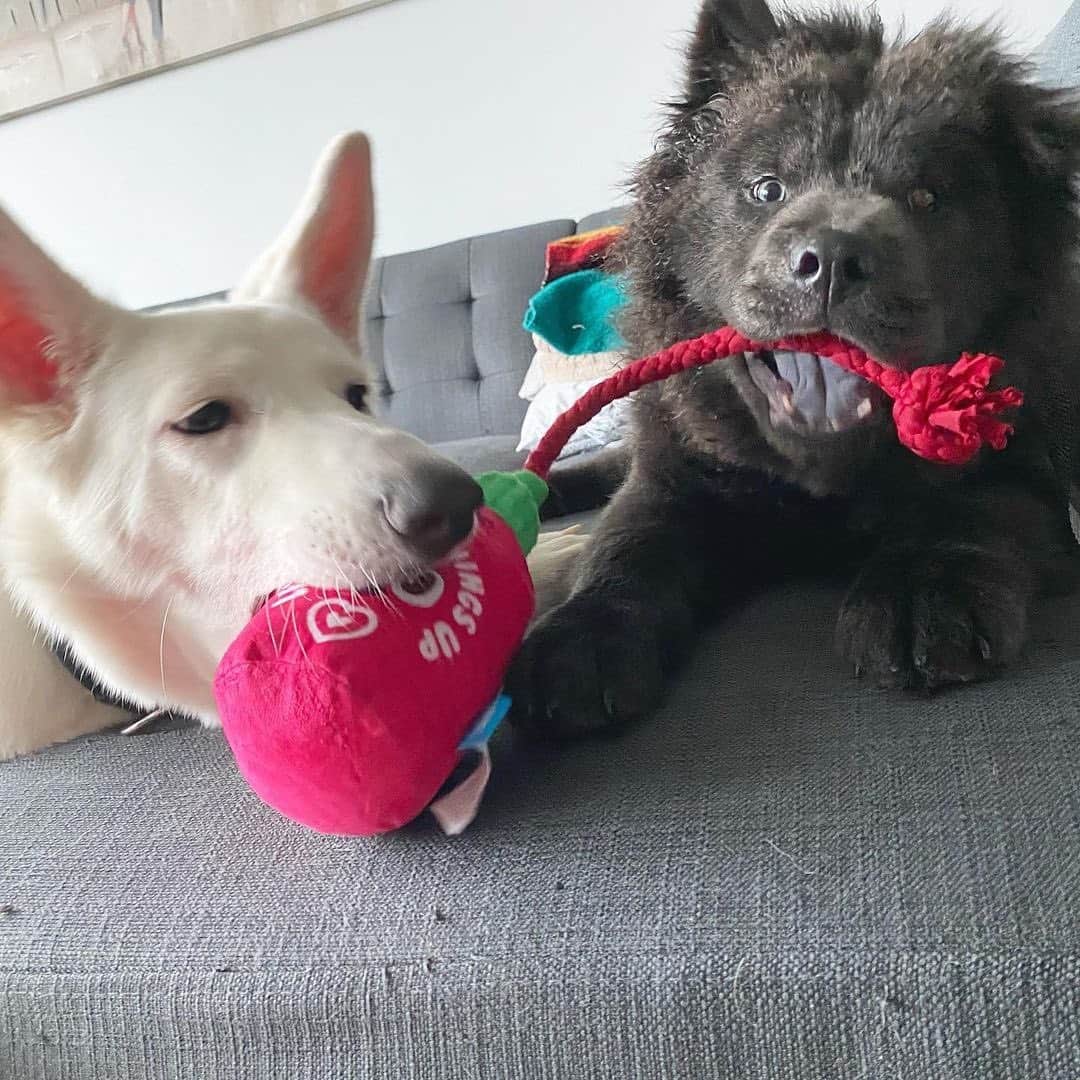 BarkBoxさんのインスタグラム写真 - (BarkBoxInstagram)「DINNER DATE PIC ROUND UP! From a purely selfish standpoint I LOVE when we have food toys! LOOKIT THESE ADORABLE BEANS! LOOK AT THAT CHEESE PULL!⁠⁠ ⁠⁠ FEATURING:⁠⁠ ⁠⁠ @ziggythebeagi  @chopper.biggie  @xoxo_benji_the_cavapoo  @murphsmuddypaws  @eeveepuptato  @the_blue_eyed_rottie  @neoindc  @frenchiebinx」3月1日 9時41分 - barkbox