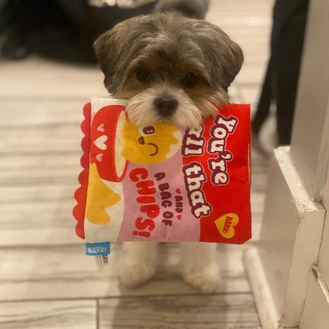 BarkBoxさんのインスタグラム写真 - (BarkBoxInstagram)「DINNER DATE PIC ROUND UP! From a purely selfish standpoint I LOVE when we have food toys! LOOKIT THESE ADORABLE BEANS! LOOK AT THAT CHEESE PULL!⁠⁠ ⁠⁠ FEATURING:⁠⁠ ⁠⁠ @ziggythebeagi  @chopper.biggie  @xoxo_benji_the_cavapoo  @murphsmuddypaws  @eeveepuptato  @the_blue_eyed_rottie  @neoindc  @frenchiebinx」3月1日 9時41分 - barkbox