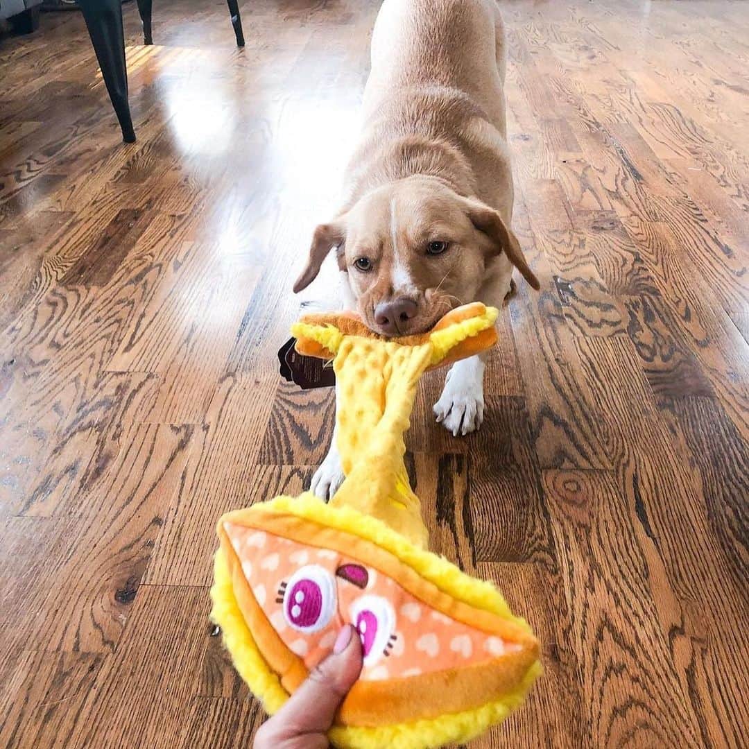 BarkBoxのインスタグラム：「DINNER DATE PIC ROUND UP! From a purely selfish standpoint I LOVE when we have food toys! LOOKIT THESE ADORABLE BEANS! LOOK AT THAT CHEESE PULL!⁠⁠ ⁠⁠ FEATURING:⁠⁠ ⁠⁠ @ziggythebeagi  @chopper.biggie  @xoxo_benji_the_cavapoo  @murphsmuddypaws  @eeveepuptato  @the_blue_eyed_rottie  @neoindc  @frenchiebinx」