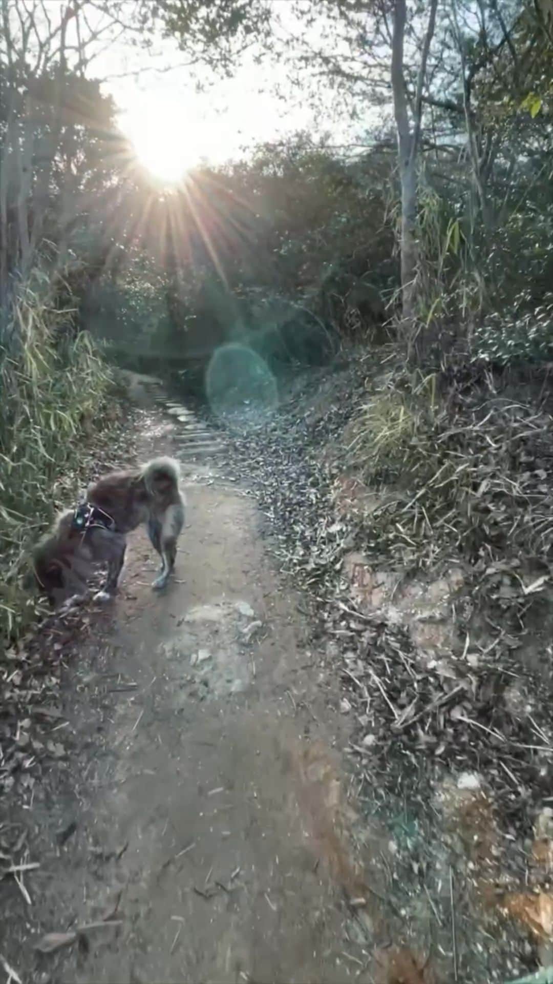 Naomiのインスタグラム：「Today’s walking 🐕🐕🐕」