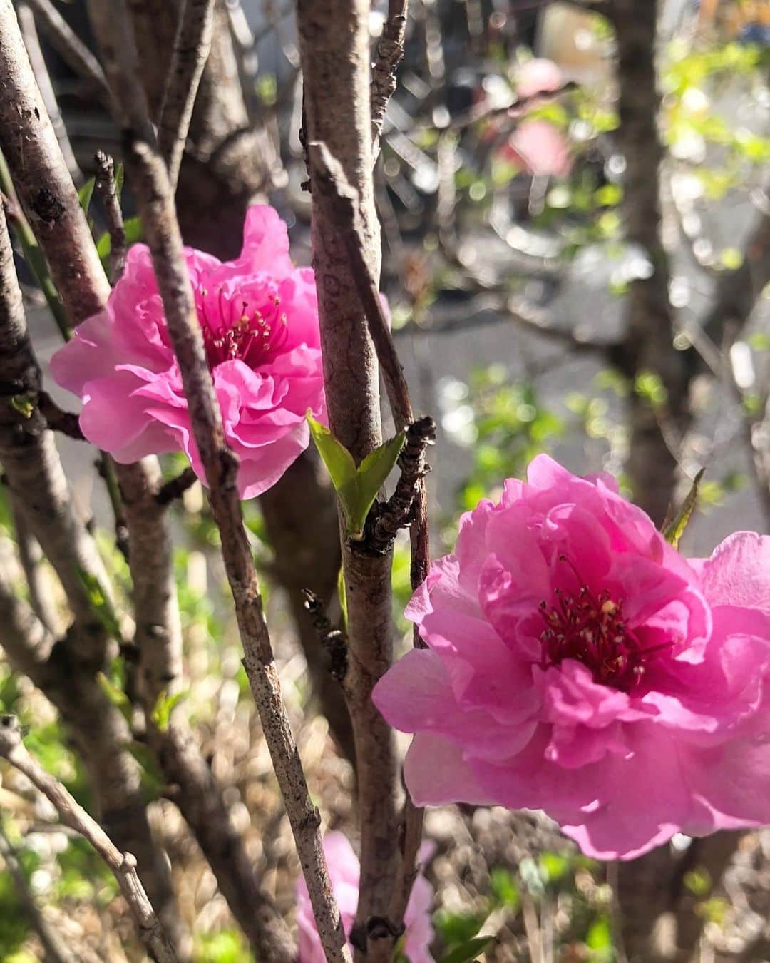 吉田さくらのインスタグラム：「暖かな春の風を感じる3月がやってきました🌸 空気の匂いや空の色が穏やかで、とても素敵な季節です。  この写真は昨年の3月下旬に撮影したものです☺️ 可愛いらしい梅の花は、ソメイヨシノの開花よりも早い時期に美しい実をつけてくれます。 菅原道真の詠んだ詩にも登場するように凛とした雰囲気で咲く梅の花はとても美しいですね。  昨年の4月は外出自粛のために満開のさくらを観ることが出来ませんでした。 今年は満開のさくらが観られること、本格的な春の訪れを今から心待ちにしたいと思います🌱😊  #祖父が大好きだった花  #今年も一緒に開花を楽しみに🌸 #春よ来い  #梅の花 #さくら #開花  #ミス日本コンテスト  #2021ミス日本ファイナリスト  2枚目の写真、近づきすぎてしまい画質が悪いです🙇‍♀️」