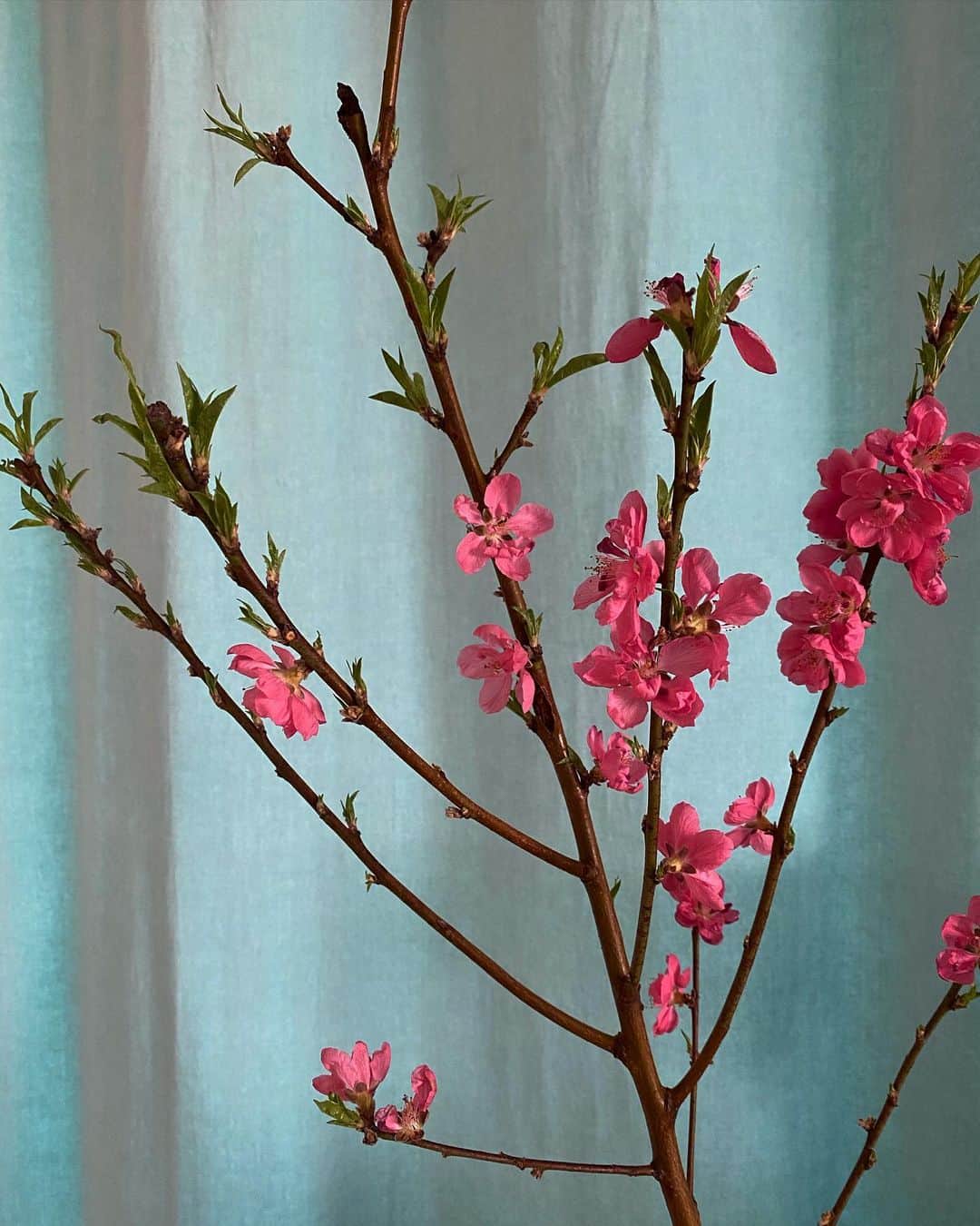 山口愛実のインスタグラム：「桃の花  部屋が暖かすぎて咲ききってしまった あと二日がんばって」