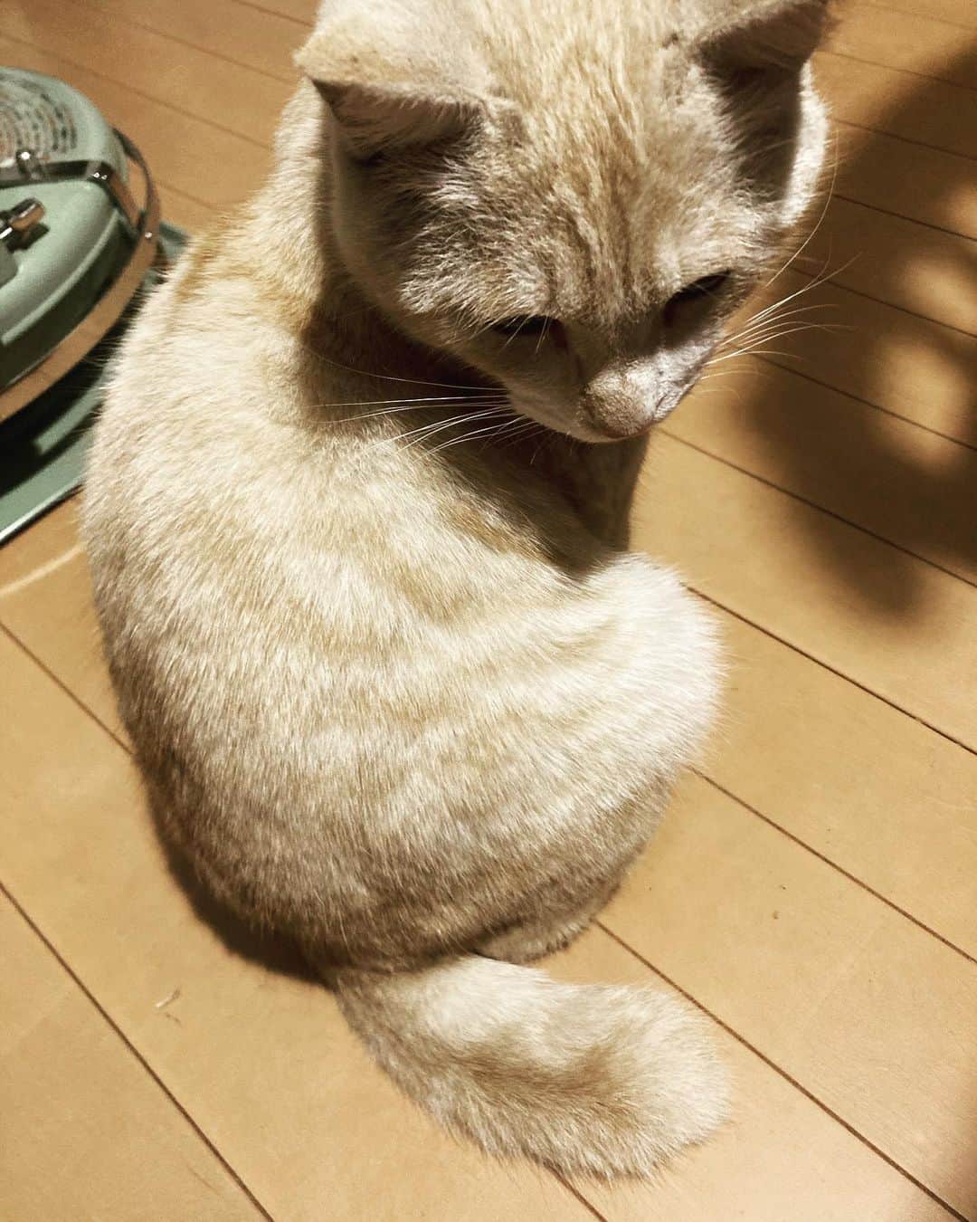 種ともこのインスタグラム：「今日は二回も怖い野良猫に襲われて隅っこに追い詰められて、その度ママが奴を追っ払ってくれた。おかげで怪我はしなかったけど。なんての、自尊心？みたいなものが傷つけられた感じ。。。」