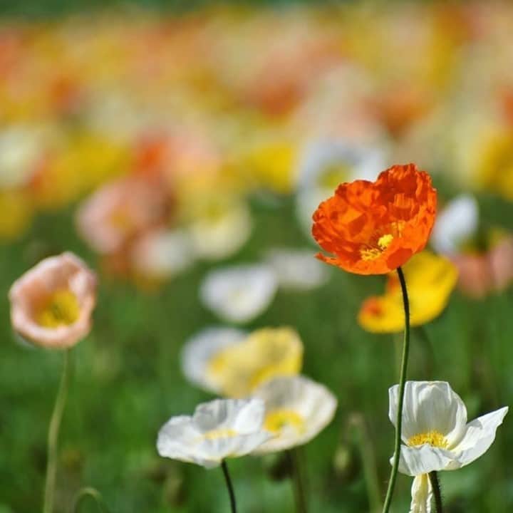 花の写真館のインスタグラム：「Photo by @yoikookini.⠀ https://www.instagram.com/yoicorun88/⠀ .⠀ Original Post[投稿いただいたURL]⠀ https://www.instagram.com/p/B-mhqKsA0jQ/⠀ .⠀ 本アカウントは、 #私の花の写真 をつけてInstagramに投稿された皆さまの花の写真や、「花の写真館」Facebookページで投稿された花の写真を紹介します。⠀ 「花の写真館」Facebookページは、「 @floral.photograph 」のプロフィールにあるURLからご覧ください。⠀ .⠀ ※各自、政府、自治体など公的機関の指示に従った行動をお願いします。⠀⠀ 東京カメラ部および分室では、写真を「見る楽しみ」を提供することを通して、微力ながら皆様にわずかな時間でも癒しをお届けしたいと思っております。⠀ ※本アカウントは東京カメラ部がFacebook、Instagramのサービスを利用して運営しているもので、Facebook社・Instagramとは一切関係ありません。⠀ .⠀ #花の写真館 #floralphotograph #floralphoto #flower #flowers⠀ Follow: @floral.photograph」