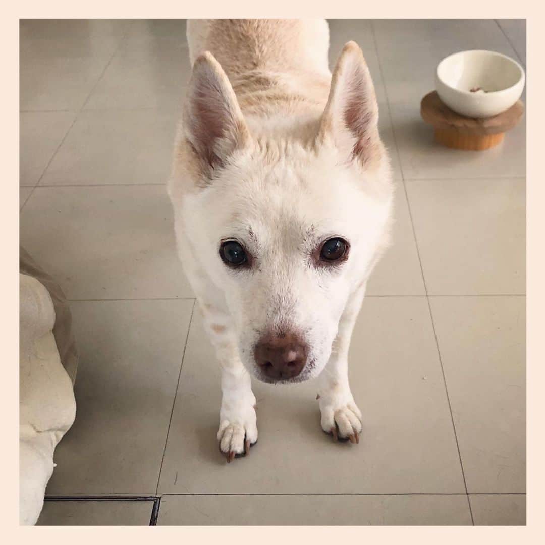 パンといっぴきのインスタグラム：「#元保護犬 #雑種犬 #crossbreed #mixdog #キップル14歳」