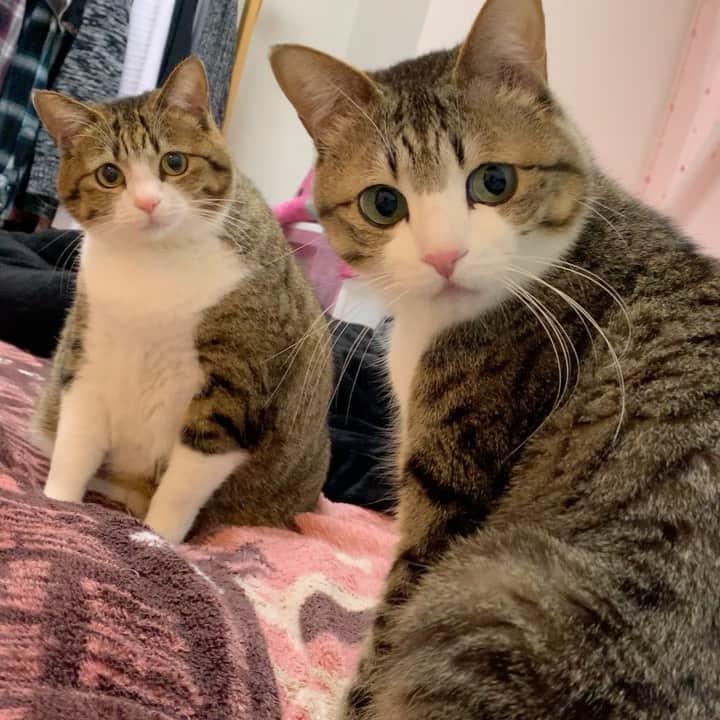 すずめくんのインスタグラム：「🌸✨  3月🌸も すずめとうなぎを どうぞよろしくお願いいたします🐱💗💗  March😽🌸  #すずめとうなぎ #今月もよろしくお願いします  #いつもありがとう」