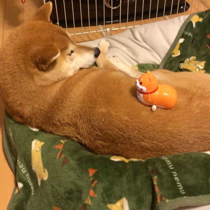 マロたんのインスタグラム：「スルースキル🙄 #おやすみ #dontleaveme  #柴犬 #shiba #shibainu」