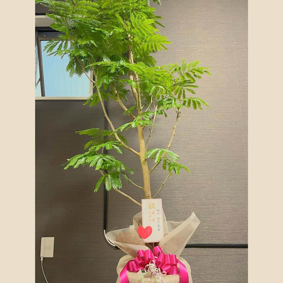 のインスタグラム：「【オープンまであと8日】 お客様からとても大きな観葉植物をいただきました😭💕  エバーフレッシュという種類で、夜になると葉っぱが閉じるそうです✨  大切に育てたいと思います😍  本当にありがとうございます🙏💓  #エバーフレッシュ  #観葉植物 #開業祝い  #メダル祝い  #Aya81 #パーソナルトレーニング #パーソナルトレーニングジム  #女性専門 #パーソナルトレーナー #3月9日オープン #吉祥寺 #吉祥寺駅から徒歩5分  #東京都武蔵野市」