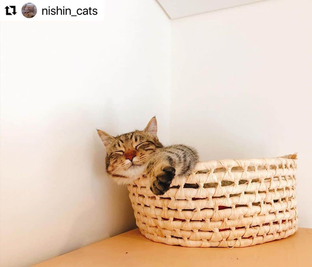 ねこさんのインスタグラム写真 - (ねこInstagram)「【#ねこは人を笑顔にする 】❣️ カゴからはみ出しねこ〜🥱❤️ @nishin_cats さん、ありがとう🤡🌈 #Repost @nishin_cats with @make_repost ・・・ 片脚を出して寝る猫（るん太）  最近は、カゴから前脚を出して寝るのが好きみたい笑  幸せそうな猫の寝顔は、人も幸せにしますね〜  #ねこすたぐらむ  #ねこ #cat  #ねこのいる生活  #ねことの暮らし  #ねこと暮らす  #ねこは人を笑顔にする  #ねこは癒し #ねこばか #ねこすきさんと繋がりたい  @nishin_cats」3月1日 20時11分 - neko_magazine