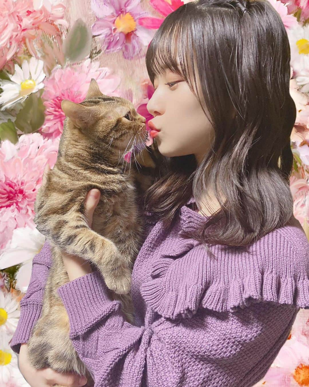 稲場愛香さんのインスタグラム写真 - (稲場愛香Instagram)「🐈﻿ ﻿ お待たせしました！﻿ 久しぶりのロアちゃん〜🥺♡﻿ ﻿ ﻿ 背景加工が大変でたくさん撮ったのに3枚だけ😂﻿ また載せるかも…？！﻿ ﻿ ﻿ #juicejuice #稲場愛香 #まなかん #アイドル #idol ﻿ #北海道 #実家 #愛猫 #ロアちゃん #アメショ #メス ﻿ #抱っこ嫌い #猫のいる生活 #cat ﻿ #頑張って撮ったけど後半爪たてられてる ﻿ #半目の私と目つぶっちゃってる猫様」3月1日 20時26分 - manaka_inaba.official