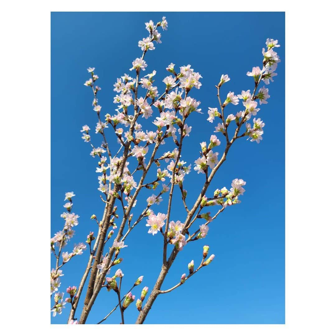 長野美郷さんのインスタグラム写真 - (長野美郷Instagram)「お散歩中、 花屋さんで見つけた桜🌸 抱えて帰ってきました。  家で一足はやくお花見！ おうち時間長いし、たくさん楽しめそうです。  あ、お団子がない！🍡  #桜 #背丈が私と同じくらい #おうちでお花見 #🌸 #cherryblossom  #空も綺麗でした」3月1日 20時28分 - misato_nagano_1127