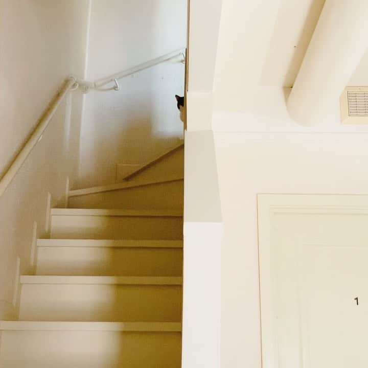 OKAのインスタグラム：「おかわりをもらえなかった時の見送り(動画です)  #じー 拗ねている #ガブリエイタコロスケ師匠」