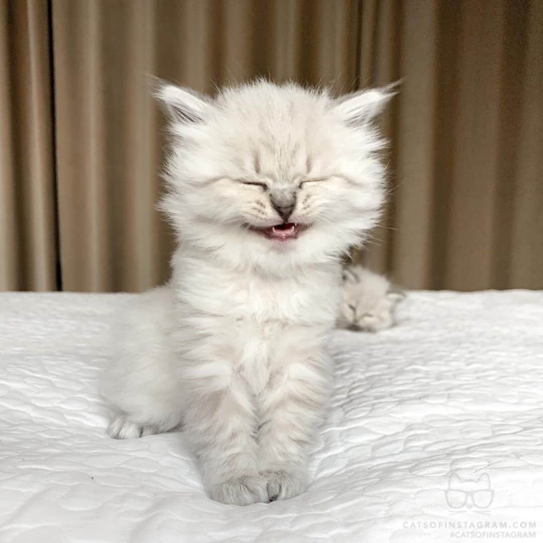 Cats of Instagramのインスタグラム：「From @ruskicat: “When you hear humans have work on Mondays 😹😹” #catsofinstagram」
