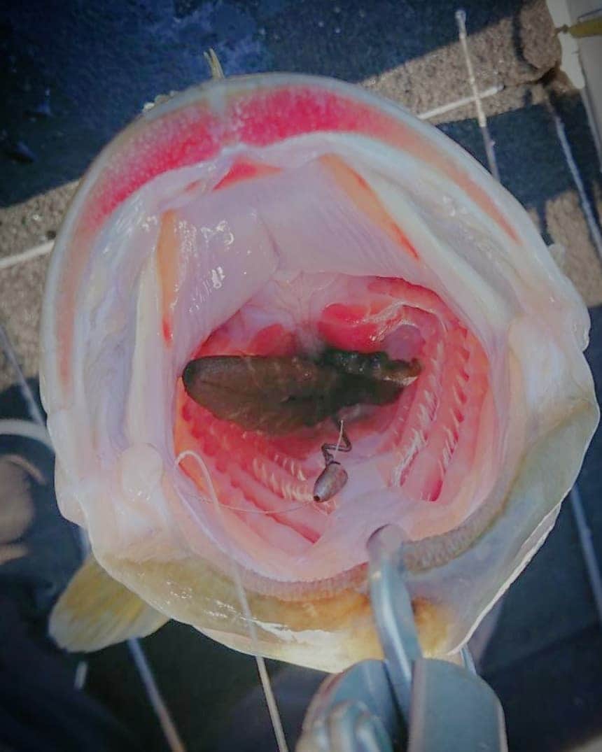 晁直 さんのインスタグラム写真 - (晁直 Instagram)「フィンクライテキ 57cm/3kg #redwiener #drtfink #bassfishing #northforkcomposites」3月1日 11時45分 - lynchasanu