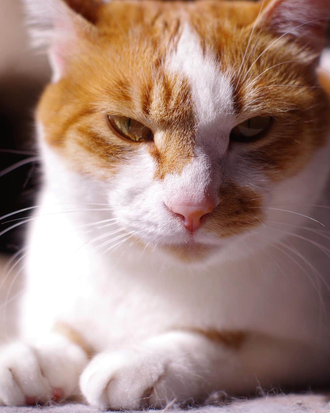 のインスタグラム：「ちょっと悪い顔。 #うちの猫ら #oinari #猫 #ねこ #cat #ネコ #catstagram #ネコ部 http://kachimo.exblog.jp」