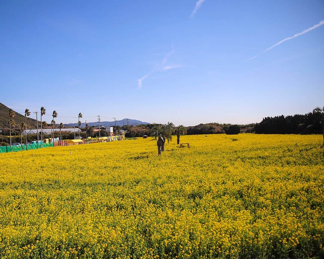 愛知県田原市さんのインスタグラム写真 - (愛知県田原市Instagram)「Start posting again. * ただいま！ *   最近の菜の花まつり会場の様子をお届けします🌼  できる範囲でですが、 投稿再開していきます☺️  #渥美半島菜の花まつり 渥美半島一帯 #黄色に染まる #伊良湖菜の花ガーデン #1,000万本 の#菜の花 がお出迎え #コロナ対策も忘れずに  #たはら暮らし *  #渥美半島#田原市#田原#伊良湖岬#伊良湖#赤羽根 #tahara#irago#akabane #サーフィン#surfing#田舎暮らし#日々の暮らし#休日の過ごし方#スローライフ#scenery ramjaran#igersjp#scenic_jp」3月1日 12時04分 - tahara_kurashi