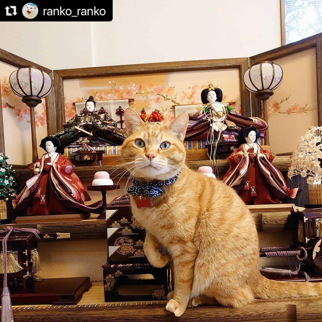 ねこさんのインスタグラム写真 - (ねこInstagram)「【#ねこは人を笑顔にする 】❣️ ひな祭りの準備はバッチリ‼️🎎✨ @ranko_ranko さん、ありがとう✋❤️ #Repost @ranko_ranko with @make_repost ・・・ 主役はボクにゃ🎎  もうすぐひな祭り🎎  毎年恒例のマロンとのコラボ  今年も色々付き合ってくれたのでしばらく続きまーす  #茶トラ男子部 #猫好きさんとつながりたい #ハチワレ猫 #猫がいる幸せ #猫ちゃん想い #猫ねこ部にゃんすたぐらまーに参加 #フェリシモ猫部 #ニャン友 #nyancon01 #peppyフォト部 #にゃんこバッグ参加したい #catstagram_japan #朝ワンコ夕ニャンコ #sippo #ぺこねこ部 #猫は人を笑顔にする #シマホレスキュー #シマホネコダスケ #ねこは人を笑顔にする #まいにちニャーニャー #catstagram #catsofinstagram #dhcねこ部 #totocot_うれしい雛祭 #ペトラフ #ペトラフキュンです#トラ猫のみんな集まれ」3月1日 12時18分 - neko_magazine