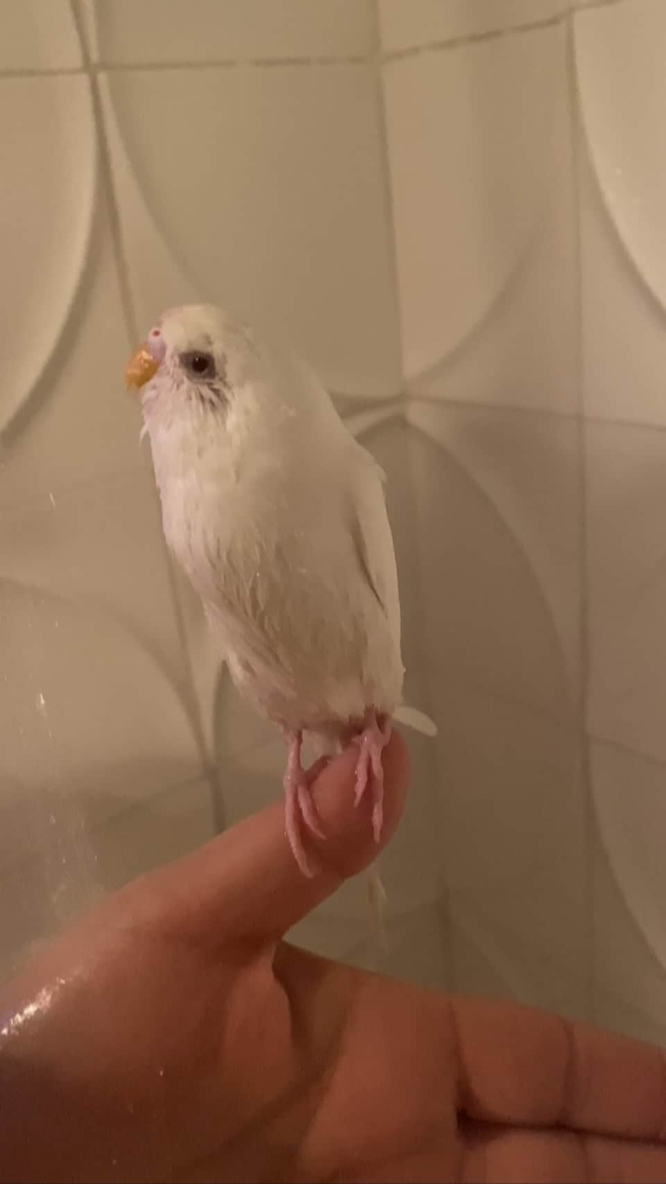 ティファニー・ティーセンのインスタグラム：「Sunday shower with Willow」