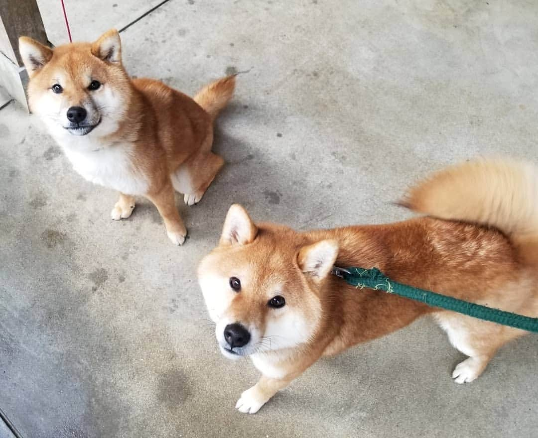 柴犬たま Shibainu Tamaさんのインスタグラム写真 - (柴犬たま Shibainu TamaInstagram)「ひし形兄弟🐶🐶  特にトロのひし形が際立ってる🤣🤣🤣  Caption trans🇬🇧 Diamond Face Brothers🐶🐶 Toro's diamond face is especially sharp🤣🤣🤣  #たま家族 #柴犬トロ #柴犬ウニ #おしゅし兄弟 #仲良し兄弟 #笑顔 #舌ぺろ #ふわもこ #かなりひし形 #ひし形の王子様 #ひしプリ #柴犬 #shiba #shibainu #shibastagram #犬 #dog #多頭飼い」3月1日 12時28分 - tama7653