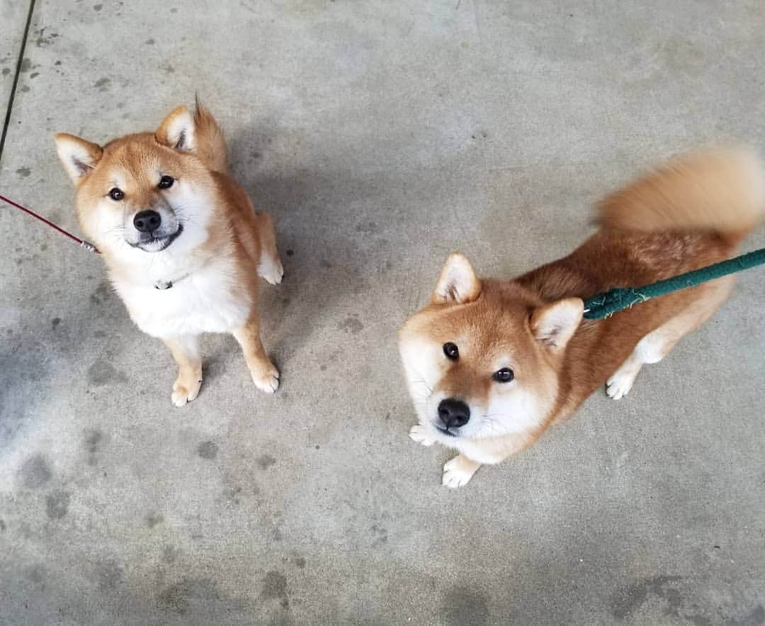 柴犬たま Shibainu Tamaさんのインスタグラム写真 - (柴犬たま Shibainu TamaInstagram)「ひし形兄弟🐶🐶  特にトロのひし形が際立ってる🤣🤣🤣  Caption trans🇬🇧 Diamond Face Brothers🐶🐶 Toro's diamond face is especially sharp🤣🤣🤣  #たま家族 #柴犬トロ #柴犬ウニ #おしゅし兄弟 #仲良し兄弟 #笑顔 #舌ぺろ #ふわもこ #かなりひし形 #ひし形の王子様 #ひしプリ #柴犬 #shiba #shibainu #shibastagram #犬 #dog #多頭飼い」3月1日 12時28分 - tama7653