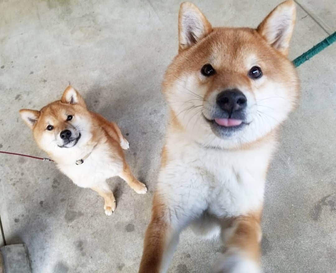 柴犬たま Shibainu Tamaのインスタグラム