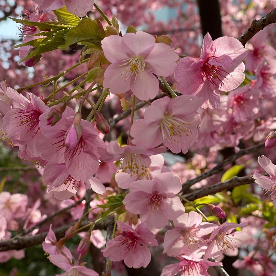 安蘭けいさんのインスタグラム写真 - (安蘭けいInstagram)「桜だ〜🌸 ピンク可愛い☺️💕 春が近いね✨✨✨  #桜好き #ピンクも実は好き #でもキャラ的にブルーかな #もちろんブルーも好き #いやキャラ的にブラックかな #もちろんブラックも好き #でもいつまでも純白な自分でいたい #もちろん心はホワイトよ笑 #今日はポカポカですね」3月1日 12時30分 - toko_aran