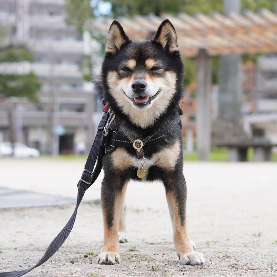 黒豆柴こむぎさんのインスタグラム写真 - (黒豆柴こむぎInstagram)「今日から3月。今月も、笑顔で頑張るワン💪今月も、よろしくね‼️2021.03.01  #お散歩大好き #黒豆柴こむぎ #黒豆柴 #豆柴 #黒柴 #黑柴 #柴犬 #柴 #まめしば #しばいぬ #しば #mameshiba #kuroshiba #shibainu #shiba #shibalove #shibalovers #shibastagram #shiba_snap #shibasofinstagram #ふわもこ部 #pecoいぬ部 #いぬら部 #proudshibas #thedailyshibainu #ここ柴部 #いぬのきもち #todayswanko #rakutenpet #9gagpets」3月1日 12時37分 - komugi_1207