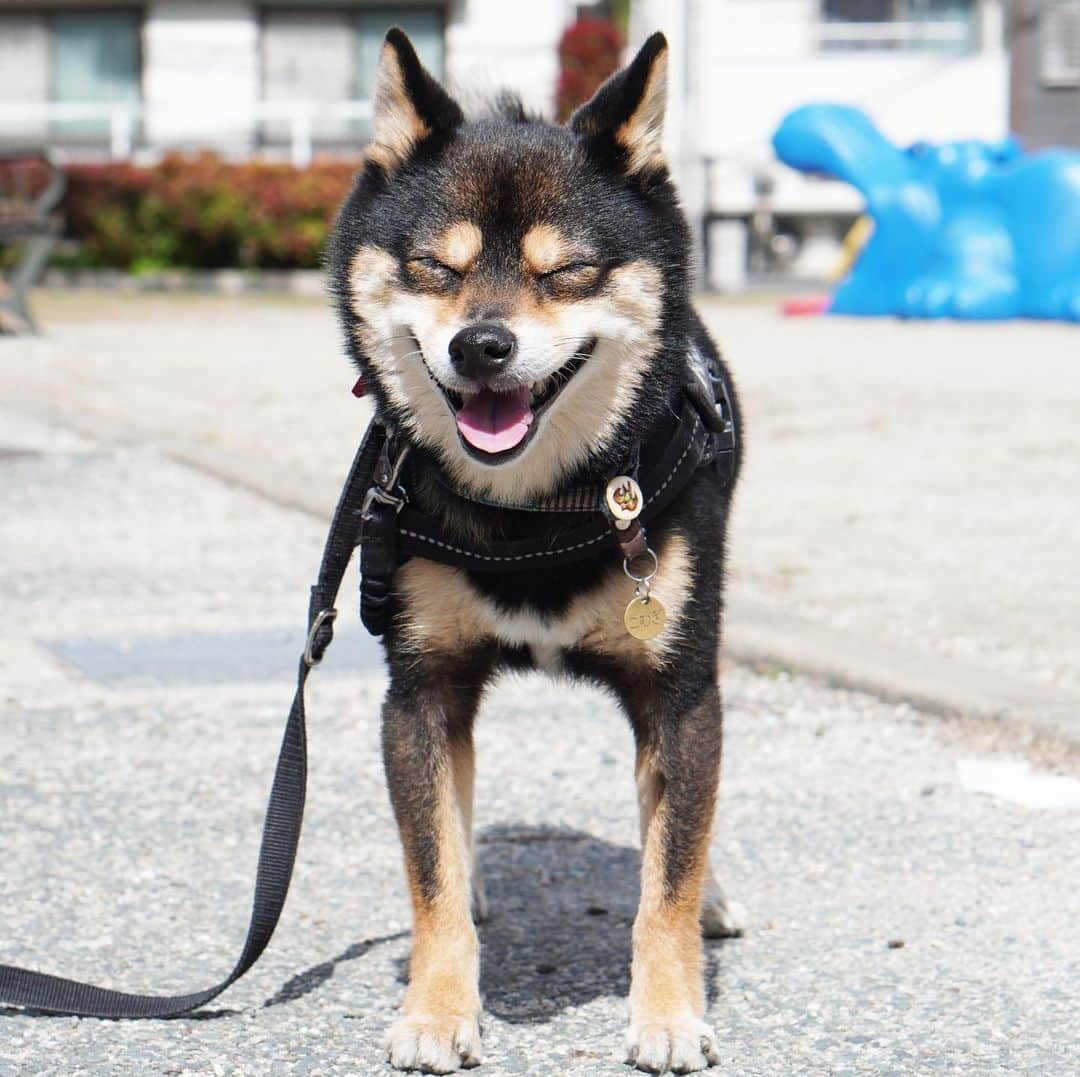 黒豆柴こむぎさんのインスタグラム写真 - (黒豆柴こむぎInstagram)「今日から3月。今月も、笑顔で頑張るワン💪今月も、よろしくね‼️2021.03.01  #お散歩大好き #黒豆柴こむぎ #黒豆柴 #豆柴 #黒柴 #黑柴 #柴犬 #柴 #まめしば #しばいぬ #しば #mameshiba #kuroshiba #shibainu #shiba #shibalove #shibalovers #shibastagram #shiba_snap #shibasofinstagram #ふわもこ部 #pecoいぬ部 #いぬら部 #proudshibas #thedailyshibainu #ここ柴部 #いぬのきもち #todayswanko #rakutenpet #9gagpets」3月1日 12時37分 - komugi_1207