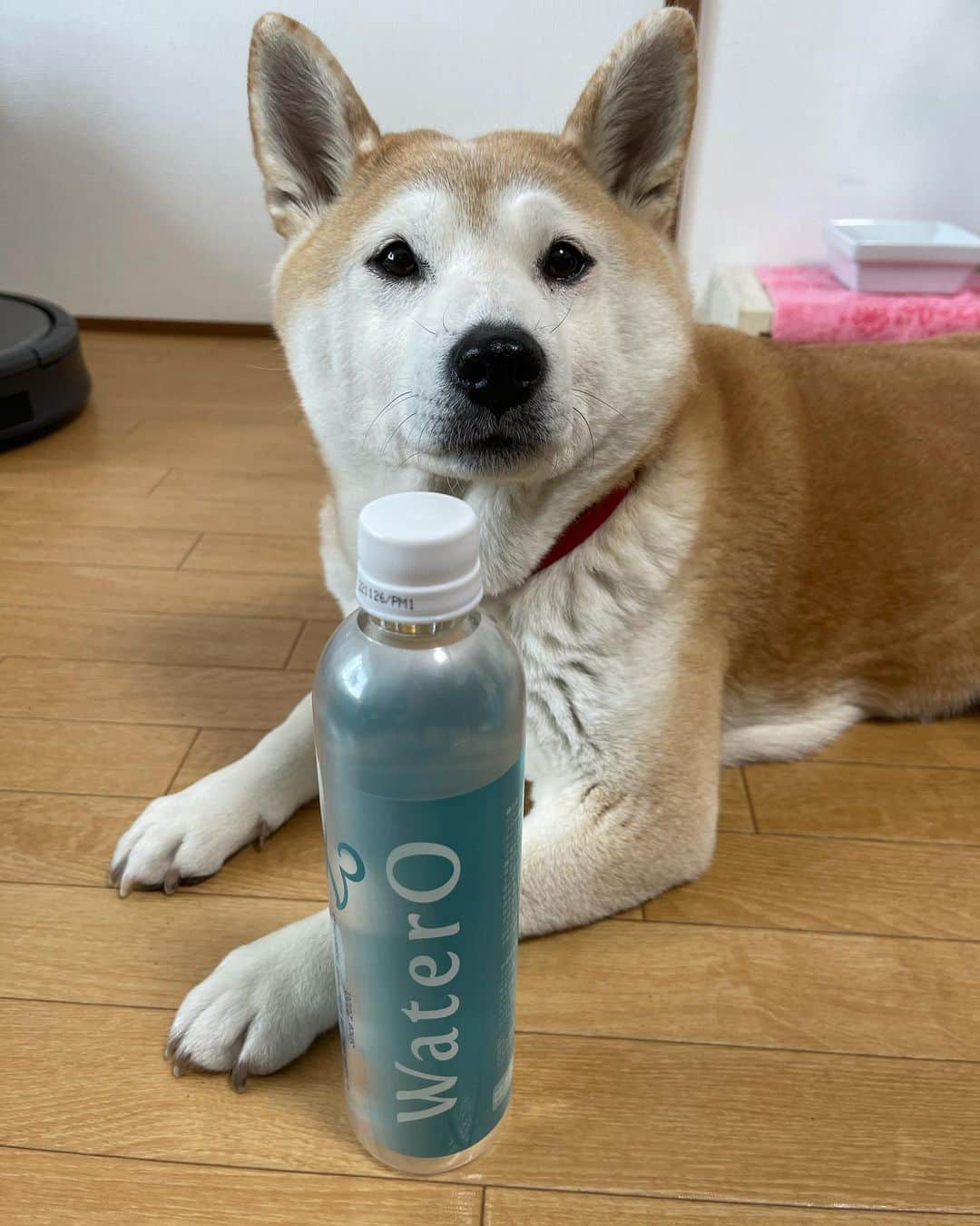 こなつさんのインスタグラム写真 - (こなつInstagram)「ウォテロ（WaterO）を飲み始めて２ヶ月ほどが経過しました。  大切な我が子が毎日飲むお水を、「飲む酸素」に。 全身の細胞にたっぷりの酸素を補給して、健康で豊かな暮らしを。 １秒でも長く、大切な我が子の側に、一緒にいられるように。 （ホームページより）  沢山の方から、毛艶が良いねとの嬉しいお言葉を頂いています♪  時期的ですが、おまけにモフモフ真っ最中です😆  ウォテロのお水で、酸素の補給ができます。  シニアになっても、ボール遊びもします。 ボールを追いかけて走ります。 元気です。  散歩の距離も、以前と比べたら長く歩くようになりました。 力が湧いてきたのだと思います。  変化が表れているようです。  特に、シニアのワンちゃんにオススメしたいです。  * * * #WaterO #ウォテロ #酸素補給水 #全てのペットが健康に暮らせる社会」3月1日 12時48分 - makonatu