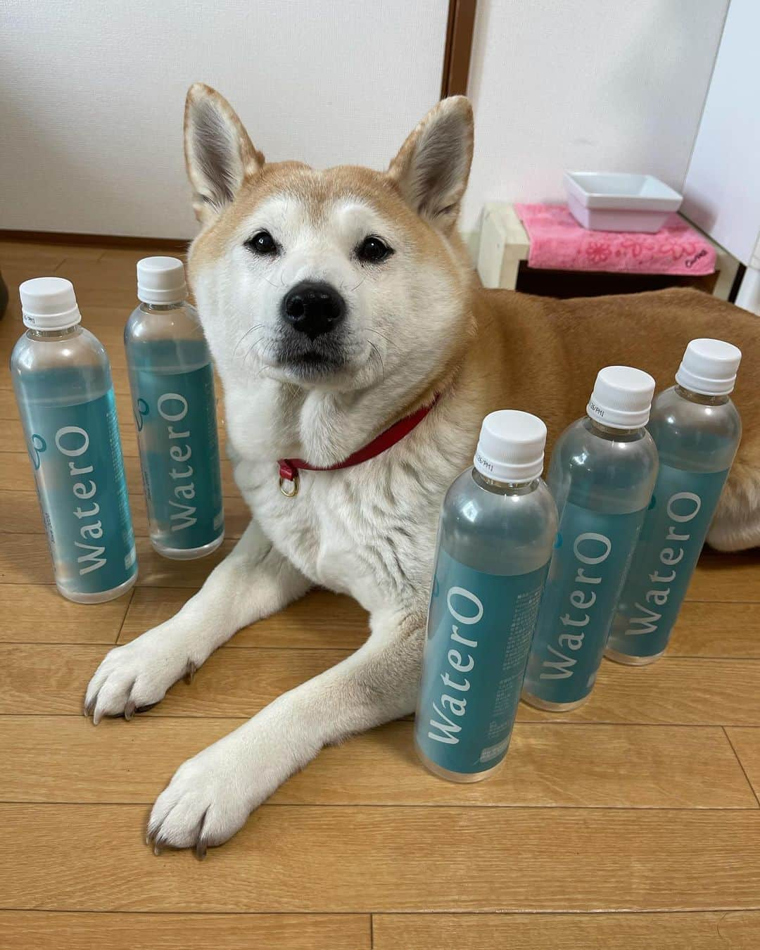 こなつさんのインスタグラム写真 - (こなつInstagram)「ウォテロ（WaterO）を飲み始めて２ヶ月ほどが経過しました。  大切な我が子が毎日飲むお水を、「飲む酸素」に。 全身の細胞にたっぷりの酸素を補給して、健康で豊かな暮らしを。 １秒でも長く、大切な我が子の側に、一緒にいられるように。 （ホームページより）  沢山の方から、毛艶が良いねとの嬉しいお言葉を頂いています♪  時期的ですが、おまけにモフモフ真っ最中です😆  ウォテロのお水で、酸素の補給ができます。  シニアになっても、ボール遊びもします。 ボールを追いかけて走ります。 元気です。  散歩の距離も、以前と比べたら長く歩くようになりました。 力が湧いてきたのだと思います。  変化が表れているようです。  特に、シニアのワンちゃんにオススメしたいです。  * * * #WaterO #ウォテロ #酸素補給水 #全てのペットが健康に暮らせる社会」3月1日 12時48分 - makonatu