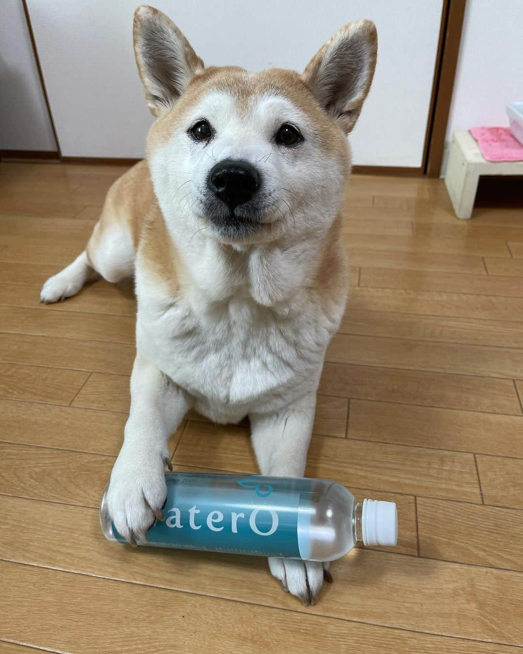 こなつさんのインスタグラム写真 - (こなつInstagram)「ウォテロ（WaterO）を飲み始めて２ヶ月ほどが経過しました。  大切な我が子が毎日飲むお水を、「飲む酸素」に。 全身の細胞にたっぷりの酸素を補給して、健康で豊かな暮らしを。 １秒でも長く、大切な我が子の側に、一緒にいられるように。 （ホームページより）  沢山の方から、毛艶が良いねとの嬉しいお言葉を頂いています♪  時期的ですが、おまけにモフモフ真っ最中です😆  ウォテロのお水で、酸素の補給ができます。  シニアになっても、ボール遊びもします。 ボールを追いかけて走ります。 元気です。  散歩の距離も、以前と比べたら長く歩くようになりました。 力が湧いてきたのだと思います。  変化が表れているようです。  特に、シニアのワンちゃんにオススメしたいです。  * * * #WaterO #ウォテロ #酸素補給水 #全てのペットが健康に暮らせる社会」3月1日 12時48分 - makonatu