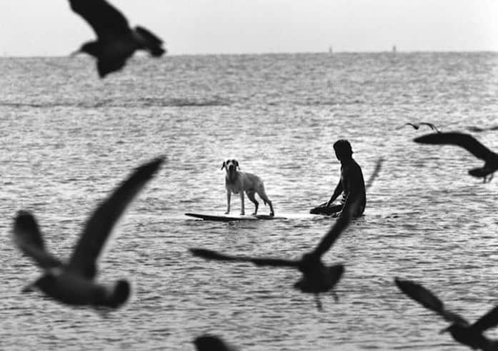 Meganのインスタグラム：「Summers in Saint Tropez 〰 Elliot Erwitt ☀️ . . . . #ellioterwitt #sainttropez #surfboard #dogsofinstagram」