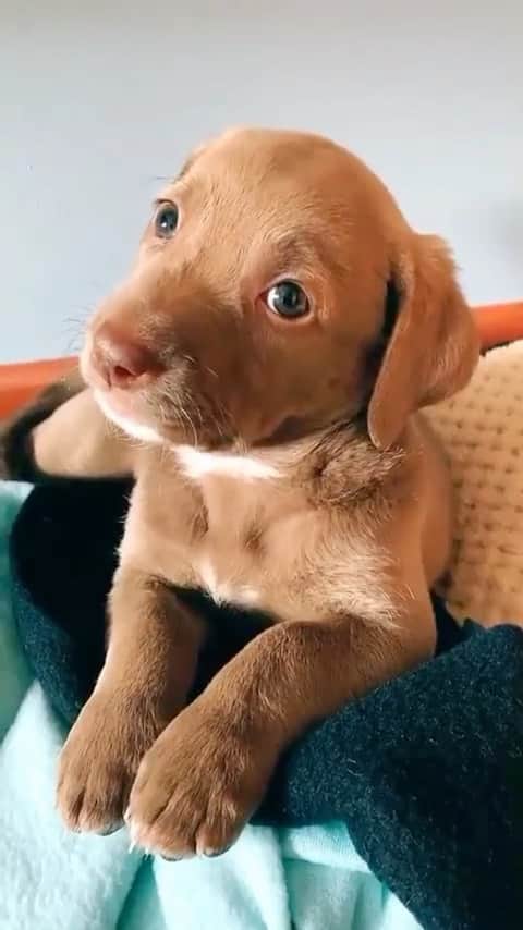 animalsのインスタグラム：「Can you guess Nala's breed? 🤎 Video by: @nala.lupe」