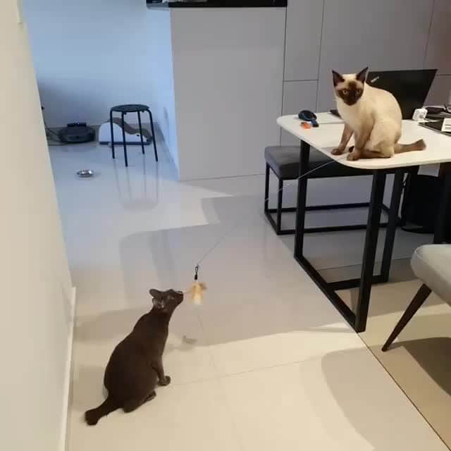 のインスタグラム：「Just another day, catfishing my sister.⠀ ⠀ 🎥@dusty.cloudy⠀ ⠀ Tag #MMGTW get a chance to be featured by @9gag , @meowed and 9GAG Cute⠀⠀⠀⠀⠀⠀⠀⠀ ⠀⠀⠀⠀ #meowed @meowed #MyMeowGotTalentWeek #MyMeowGotTalent #MMGTW #dustycloudy #catfishing #smartcat #sillycat #kittens #siamese #siamesecat #grey #koratcat #korat」
