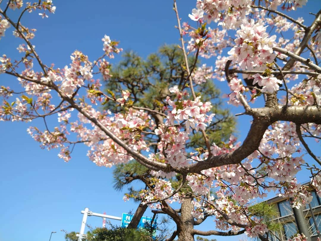 おいもカフェ金糸雀さんのインスタグラム写真 - (おいもカフェ金糸雀Instagram)「. 【臨時休業】 誠に申し訳ございませんが、明日3月2日(火)は都合により、臨時休業とさせて頂きます。 明々後日3月4日(木)からは平常通り営業致しますので、宜しくお願いします<(_ _)> . #おいもカフェ金糸雀 #おいもカフェ #鎌倉 #小町通り #湘南 #神奈川 #カフェ #喫茶店 #鎌倉カフェ #湘南カフェ #神奈川カフェ #若宮大路 #段葛 #裏小町 #桜 #さくら #サクラ #玉縄桜 #早咲きの品種 #鎌倉散歩 #鎌倉さんぽ #鎌倉散策 #鎌倉巡り #鎌倉デート #鎌倉めぐり #桜色 #春 #花 #kamakura #sakura . 《おいもカフェ金糸雀》 営業時間：10:00-18:00(L.O.17:30) 定休日：水曜日 248-0006 神奈川県鎌倉市小町2-10-10 小町TIビル1F TEL：0467-22-4908」3月1日 13時17分 - oimocafekanaria