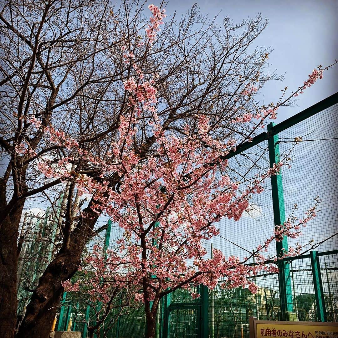 一三さんのインスタグラム写真 - (一三Instagram)「#春 を#満喫中。。。  #花粉症 で，目と鼻は #地獄 ですが…  #春 #spring #桜 #shakura #花見」3月1日 13時19分 - ichizou.co.jp