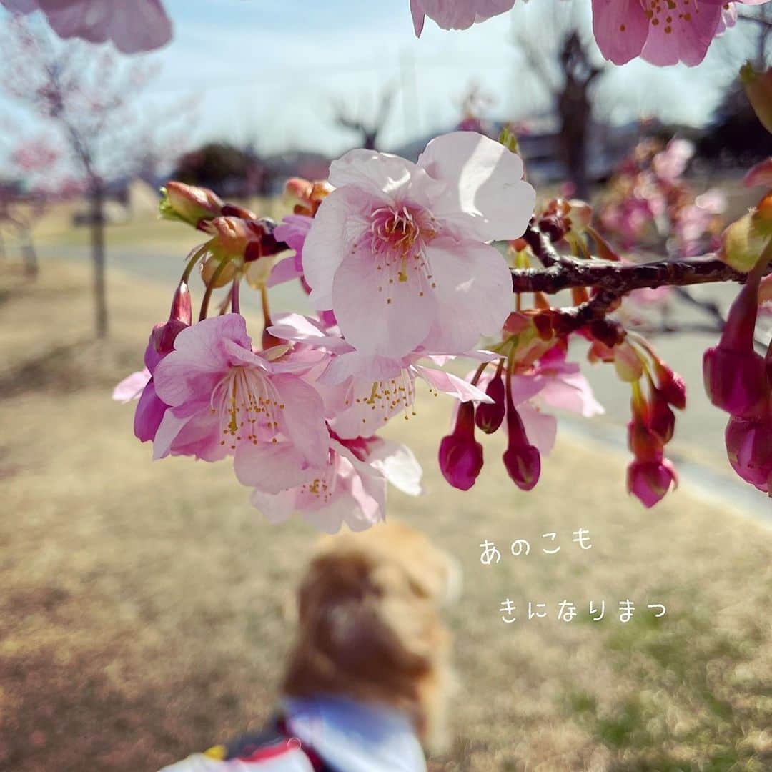 ikumiさんのインスタグラム写真 - (ikumiInstagram)「* * 明日はお天気くずれるみたい。 公園はお散歩日和で ワンコがいっぱい🦮 あっちも、こっちも… Viviもお散歩どころじゃない。 帰るギリギリまでワンコ観察でした。 * * #goldenretriever#retriever#ゴールデンレトリバー#大型犬#大型犬のいる暮らし#vivi日記3歳#viviのいる暮らし2021#ぴーすっ子」3月1日 13時27分 - ikumi.betty_jupiter