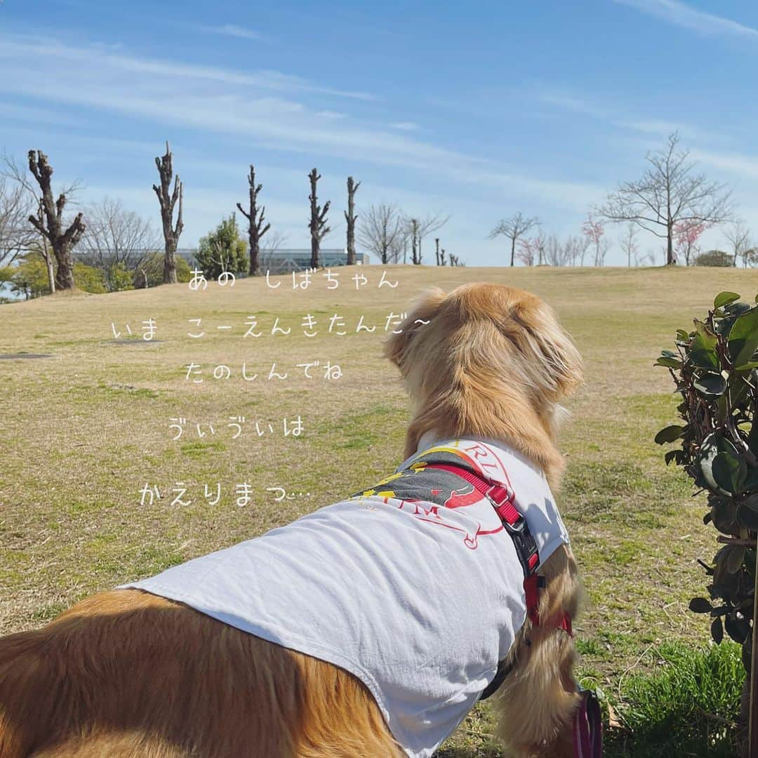 ikumiさんのインスタグラム写真 - (ikumiInstagram)「* * 明日はお天気くずれるみたい。 公園はお散歩日和で ワンコがいっぱい🦮 あっちも、こっちも… Viviもお散歩どころじゃない。 帰るギリギリまでワンコ観察でした。 * * #goldenretriever#retriever#ゴールデンレトリバー#大型犬#大型犬のいる暮らし#vivi日記3歳#viviのいる暮らし2021#ぴーすっ子」3月1日 13時27分 - ikumi.betty_jupiter