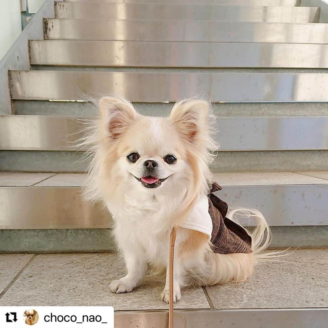 のインスタグラム：「#Repost @choco_nao_ with さんのチョコちゃん。  素敵な笑顔💖  可愛いモデルさんが 春の日差しをお届け☀️ ･  ハッシュタグ #いぬのきもち #ねこのきもち に投稿いただいた可愛い写真をご紹介しています！ 「いぬのきもちWEB　MAGAZINE」、「ねこのきもちWEB MAGAZINE」でもご紹介させていただくことも！  -------------------  .  #いぬ #いぬすたぐらむ #いぬのいる暮らし #いぬのきもち #いぬ好き #犬 #犬好きさんと繋がりたい #犬のいる生活 #犬と暮らす #犬好き #dog #dogsofinstagram #dogstagram  #チワワ #ロングコートチワワ」