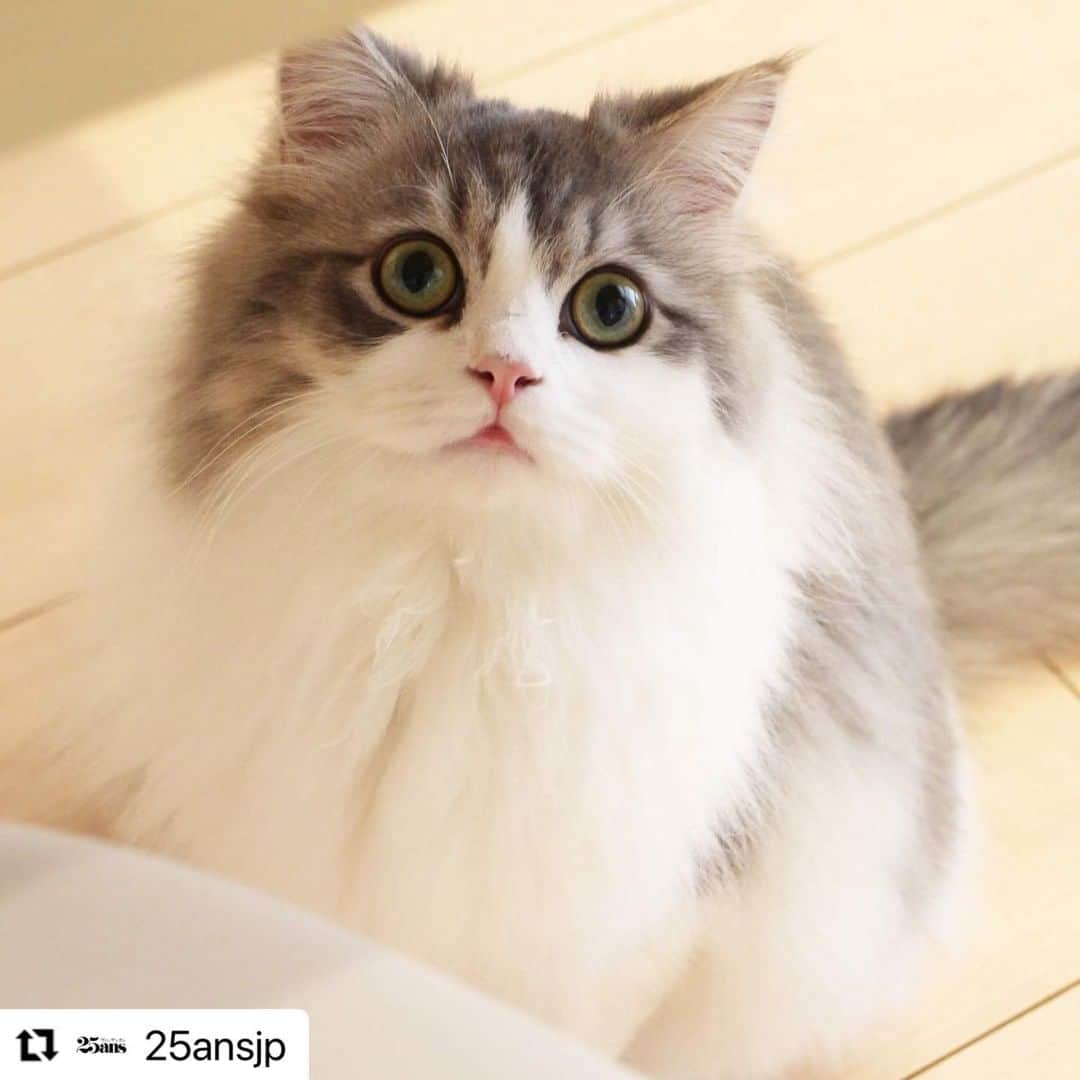 スタペ／スターペットのインスタグラム：「25ans公式Instagramにて、「NEXTブレイク猫図鑑」の猫ちゃんの特集記事をご紹介いただきました！！  こちらは、セルカークレックスのそらちゃんです🐈大きくてクリクリしたお目々がとてもかわいいそらちゃんの記事を25ansOnline公式インスタグラムのサイトURLからぜひご覧ください🐱✨  #スターペット#スタペグラム#starpet #セルカークレックス#長毛猫#25ans#25ansonline#ヴァンサンカン #ペットモデル#モデル猫  #Repost @25ansjp with @make_repost ・・・ 猫界の頂上を目指すスターの卵たちをご紹介✨ 今回は、セルカークレックスのそらです  1987年に発見され、比較的新しい猫種といわれているセルカ―ク・レックス。とてもおっとりとした性格で、甘えん坊で寂しがり屋な猫だといわれています。  家では、飼い主さんにべったりのようで、カメラで何か撮影していると、自分の方を見て欲しくて、勝手に映り込み、ポーズをとるんだそう。顔にキスをしたり、飼い主さんの姿が見えないと探しにきたりと、飼い主さんが大好きでたまらない様子♡。  「初めて会った時、私たちが抱っこしてもまったく嫌がらずに嬉しそうにしてくれて、目が大きく可愛いお顔に夫婦二人で一目惚れ。その日にブリーダーさんからお迎えしました」と飼い主さん。  綿菓子のようなもふもふの毛並みとくるんとした瞳、ずっと抱きしめていたくなりますね😻 そらの愛らしい表情がいっぱいのInstagramはこちら　@sora20190428   @_starpet_  #25ans #25ansdigital #猫 #cat #美猫 #美猫すぎるインスタグラマー #セルカークレックス」