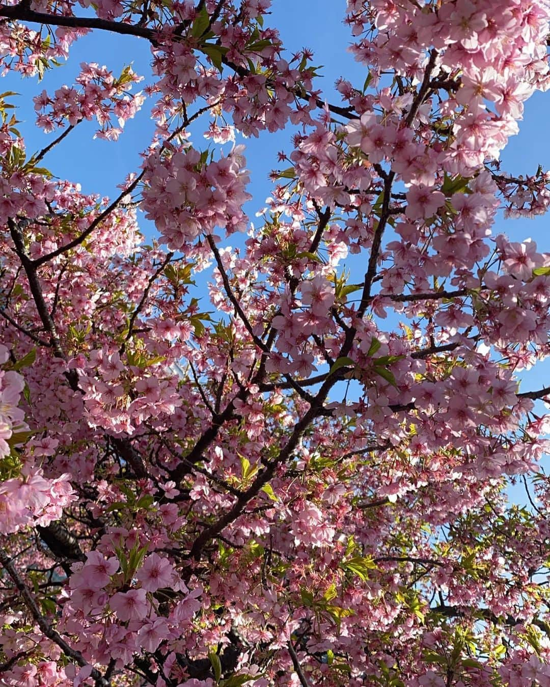 一条ありさのインスタグラム：「Spring has come, including various nuances🌸💓  #spring #cherryblossomtree」