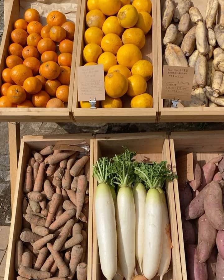 Rocoのインスタグラム：「03.01 近場に出来たのは嬉しい🥕🍅🍠🍆🥬 イケメンのお兄さんが丁寧に野菜や調理の仕方を説明してくれて毎週通っちゃいそうw  #青果ミコト屋#ミコト屋#micotoyahouse#micotoya」
