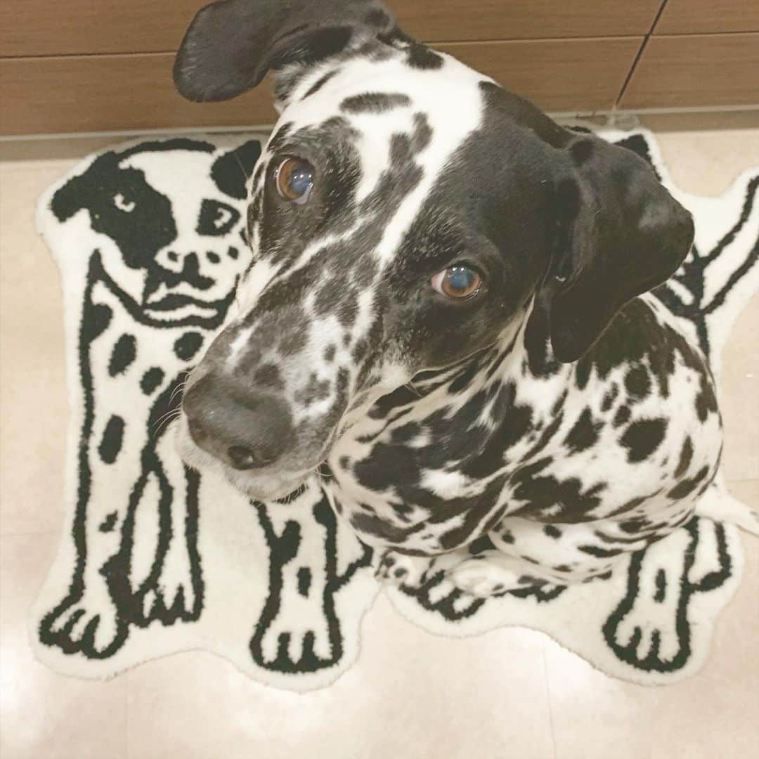 YOPPYさんのインスタグラム写真 - (YOPPYInstagram)「. 最近の　@super_kawaiinu  様 なんで　こんなに可愛いのですか 犯罪可愛い過ぎる犬　#ダルメシアン #dalmatian」3月1日 14時34分 - yoyoyopico